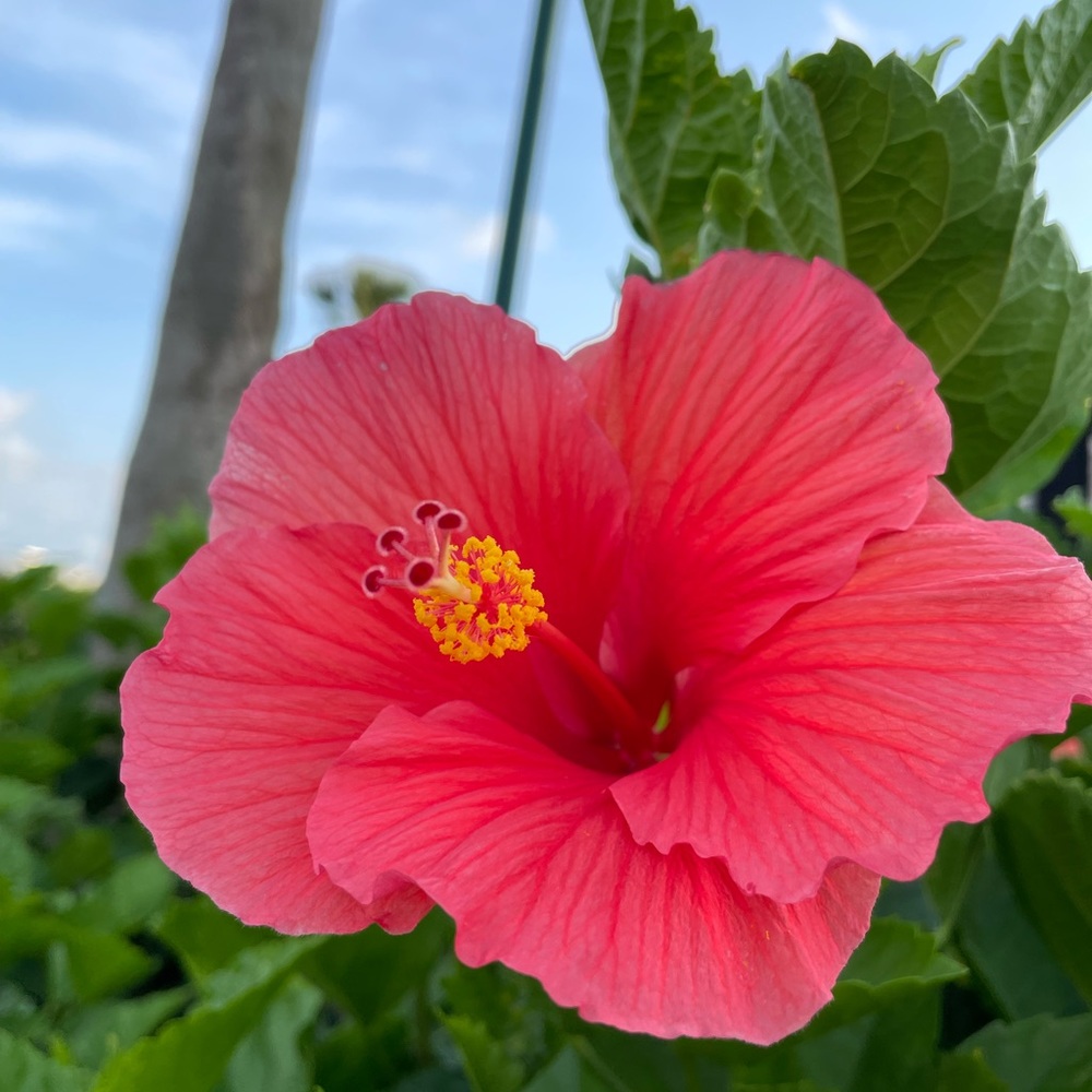 Meet your Posher, Tamara